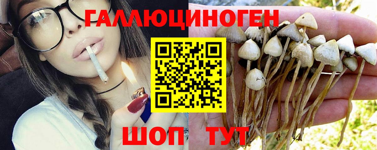 Тимашёвск  Псилоцибиновые грибы Psilocybine cubensis  Вход с VPN 